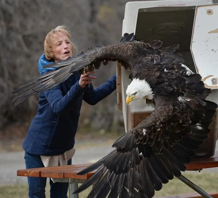 Águila calva