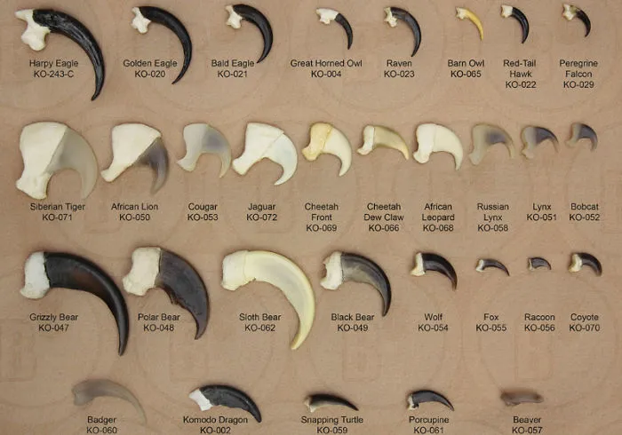 El tamaño de las garras de 25 depredadores distintos