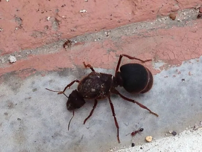 Una inundación ha traido esta especie de hormiga a mi zona. Comparado con una hormiga normal