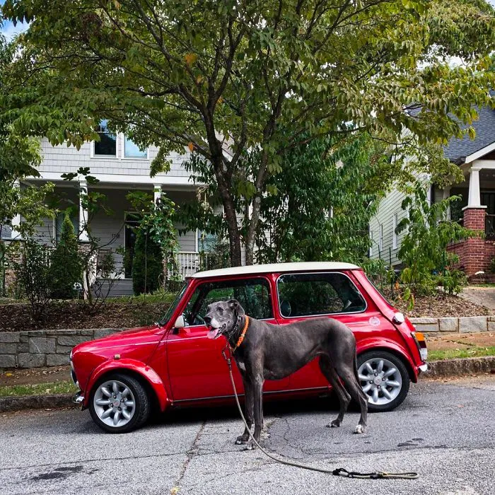 Bella, mi perro vs coche Mini