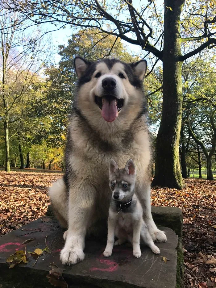 Malamute de Alaska comparado a un Klee kai de Alaska