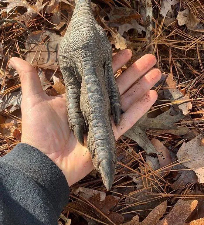 Mano humana y garra de emú