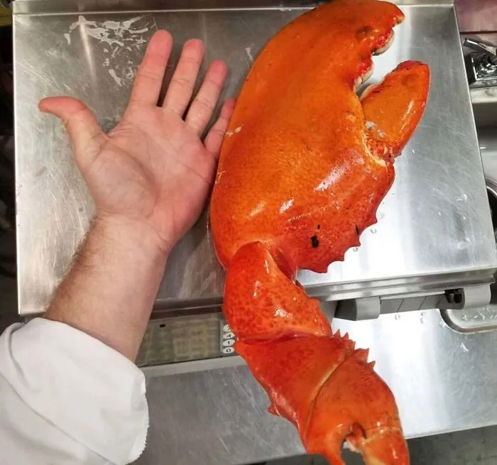 Esta pinza de langosta pesa más de 2 kilos