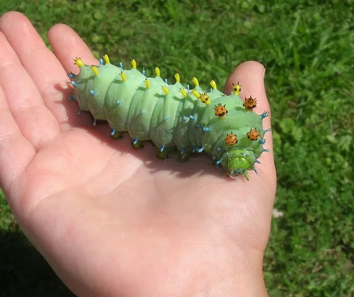 Oruga enorme