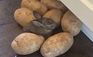 50 Funny Animal Posts That Will Leave You With The Biggest Smile