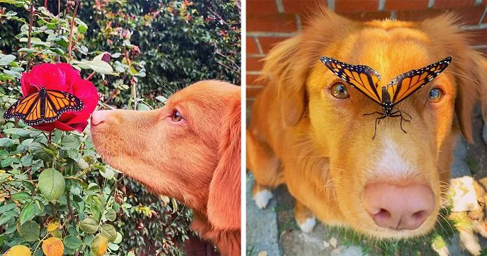 Gentle Doggo Befriends All The Butterflies That Live In His Garden (16 Pics)