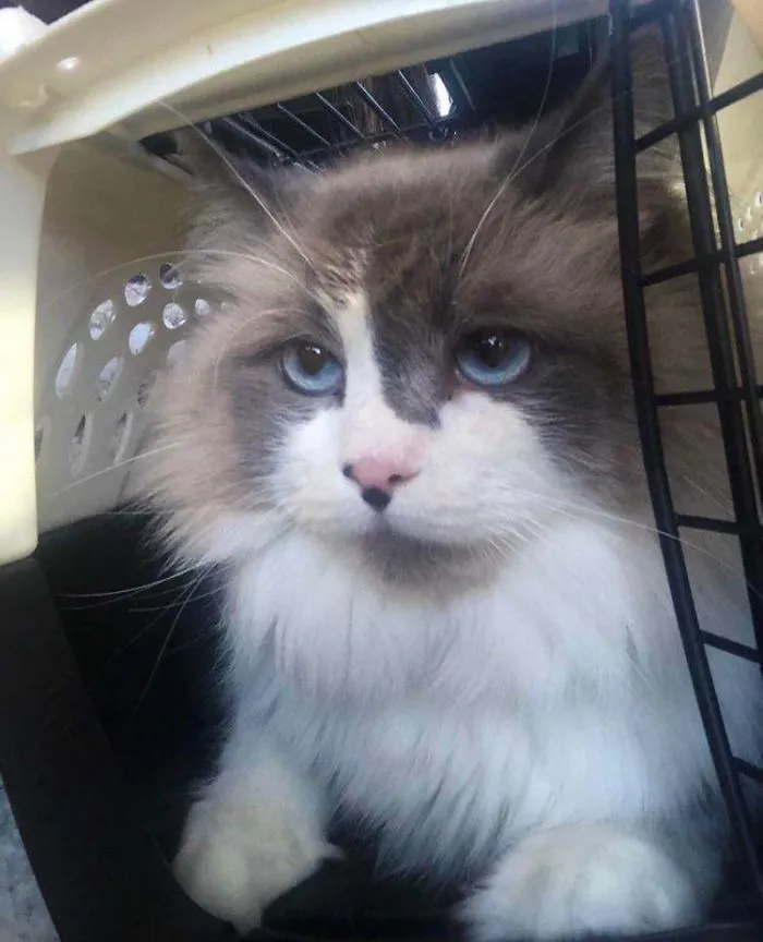 Con 30 años al fin pude adoptar un gato, tiene 4 años y se llama Draco