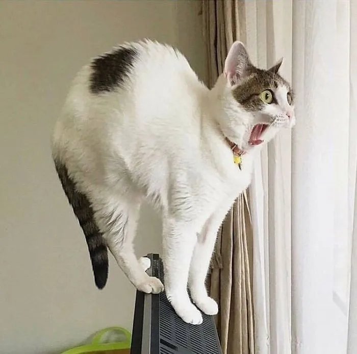 "Omg! What The Hell Is That Thing!?!"