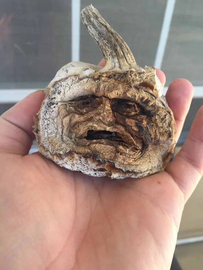 We Still Have This Small Pumpkin My Wife Carved 3 Years Ago