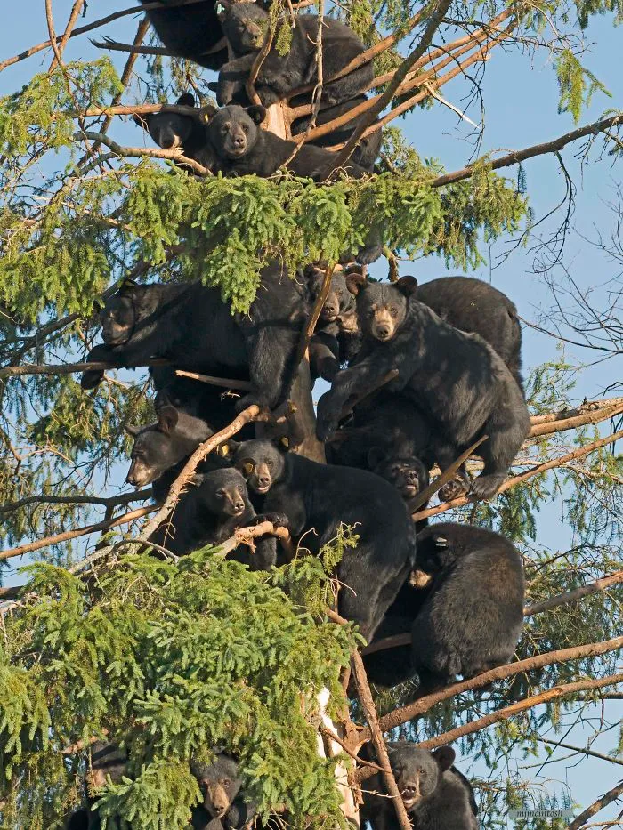 Winter, When The Leaves Have Fallen And The Trees Are Bear