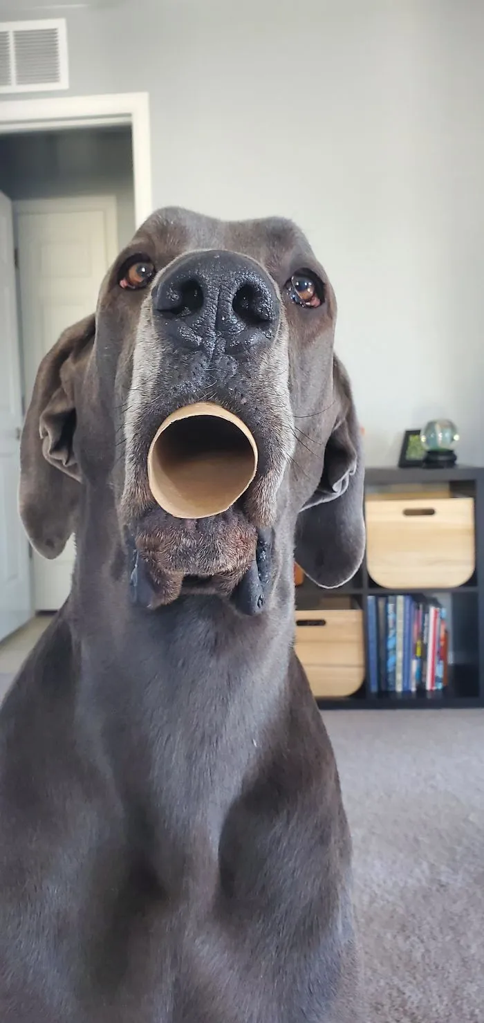 Gave Her A Toilet Paper Tube To Play With, And She Proceeded To Breathe Through It Like This For Over A Minute