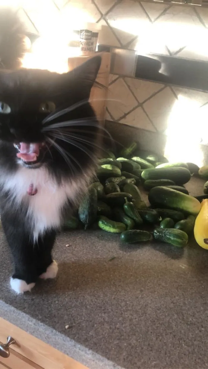 Estaba haciendo fotos a lo recogido de la huerta y se puso en medio a quejarse porque quería cenar