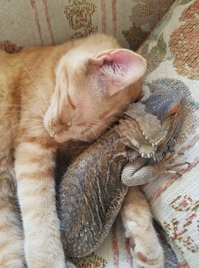 Compañeros de siesta