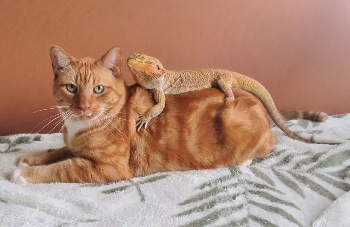 He llevado a mi dragón a la clínica veterinaria donde estoy de prácticas