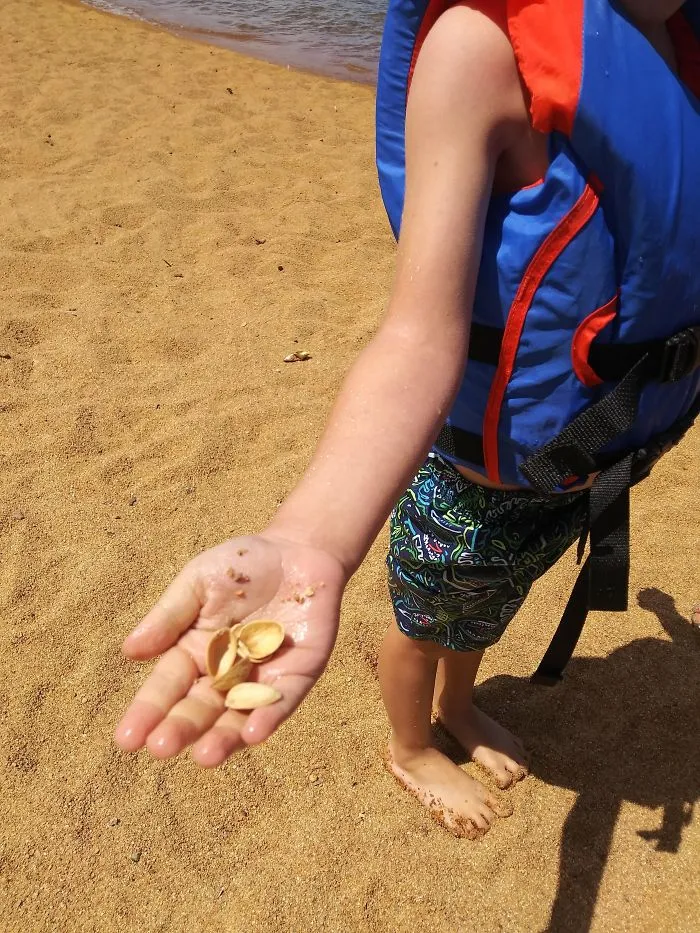 Mi hijo encontró conchas marinas en su 1ª visita a la playa. No he tenido valor para decírselo