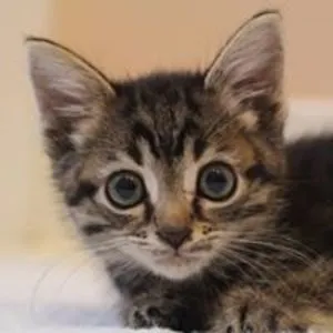 EchoTheCat