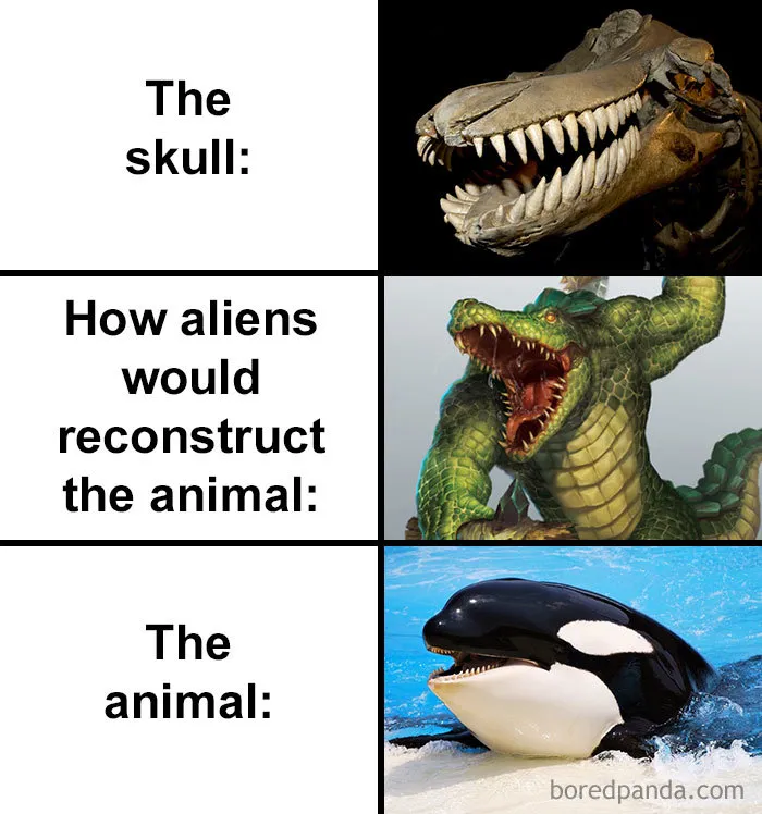 People Compare How Aliens Would Reconstruct Animals Based On Their Skulls Vs. What They Really Look Like (28 Pics)