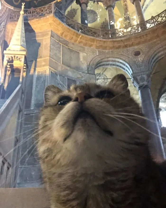 There's A Cat Permanently Living In The Hagia Sophia In Istanbul (30 Pics)
