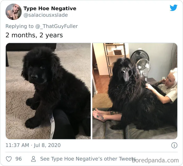 La gente comparte en twitter fotos de sus perros de cachorros y cómo son ahora (30 imágenes)