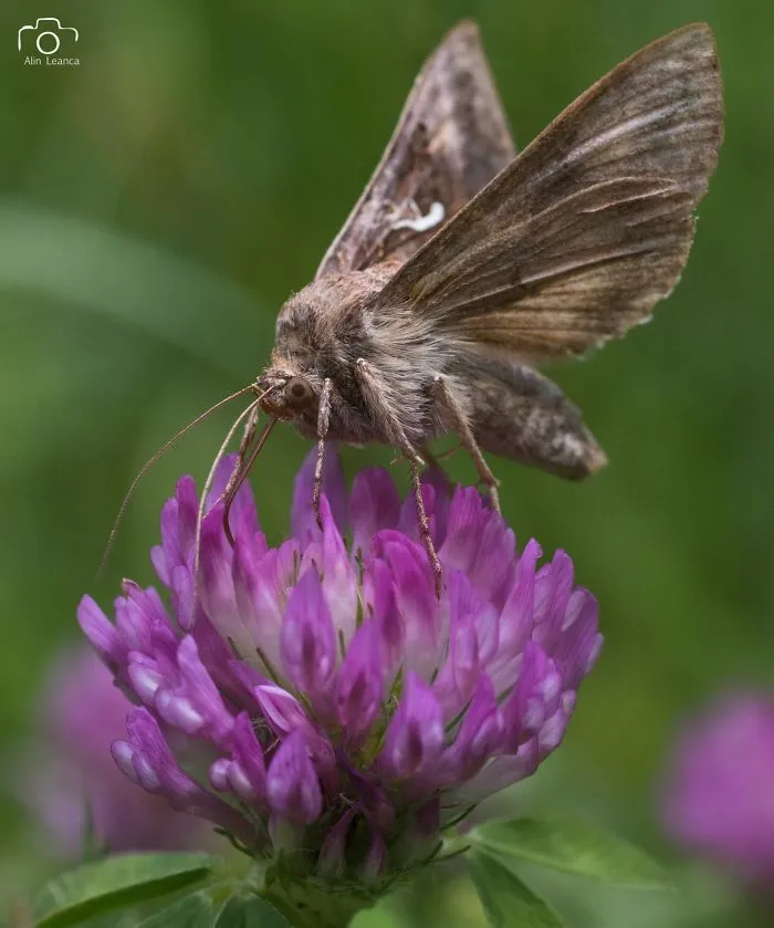 My 21 Photographs Show What The Life Of Insects Is Like