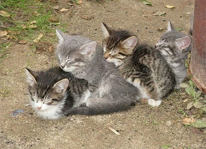 40 Personas que pillaron a sus gatos durmiendo juntos en extrañas posturas y tuvieron que compartirlo