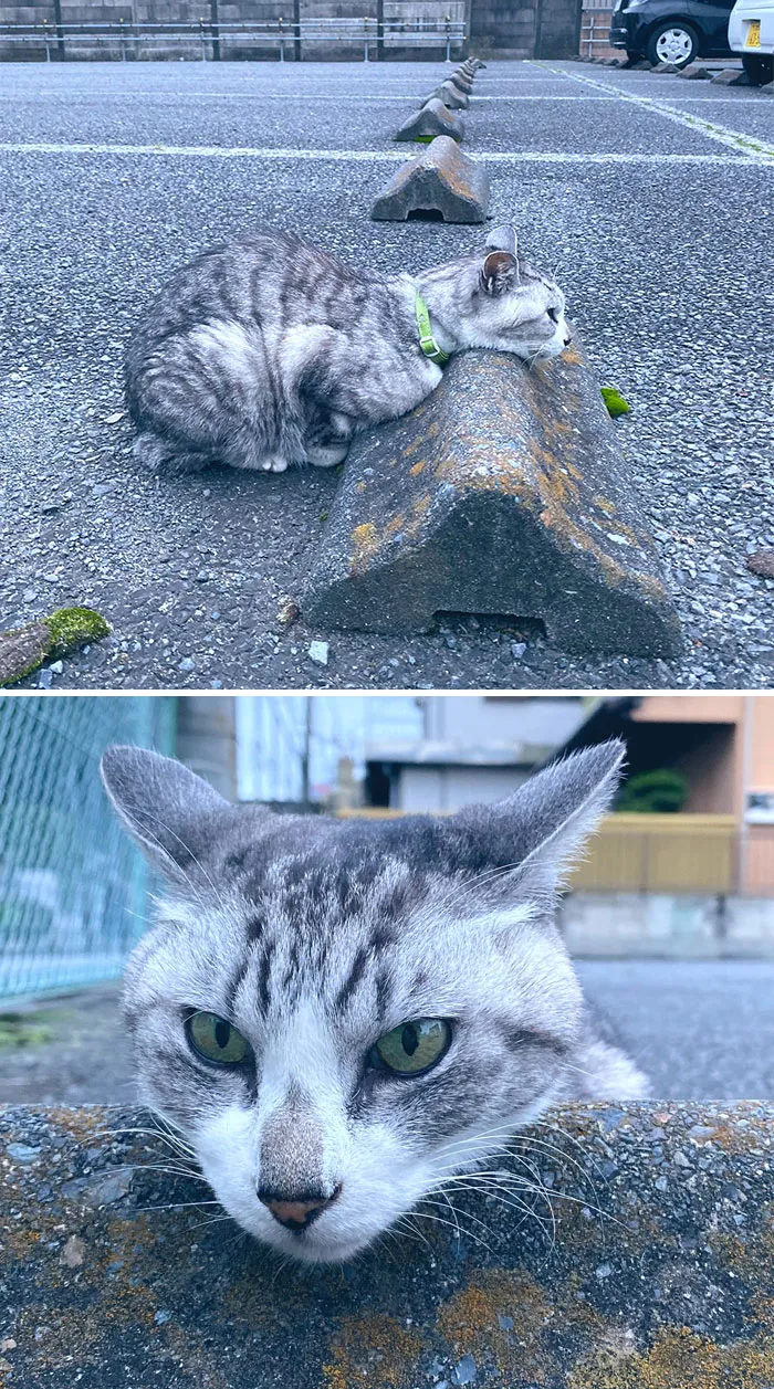 Someone Notices That Cats Use Parking Bumpers As Pillows, And 10 People Post Their Own Funny But Wholesome Pics