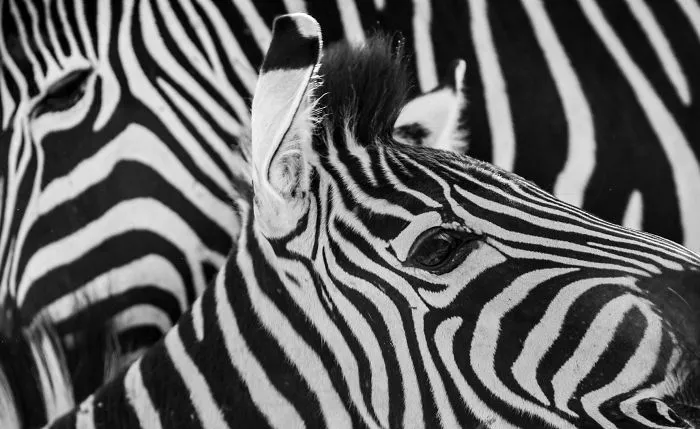I Am A Wildlife Hunter, But I Hunt With My Camera (19 Pics)