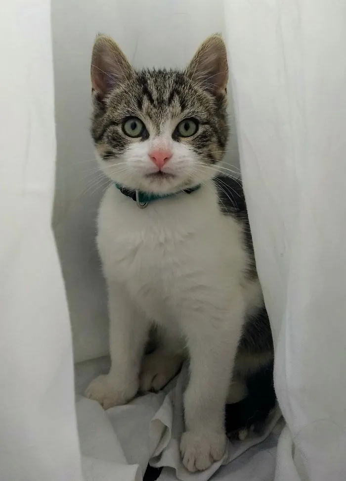 This Was Runt, My Beautiful Kitten. Very Photogenic, This Is The Last Picture Of Him I Took, Before He Got Hit By A Car, At Only 5 Months. Rest In Peace Buddy.