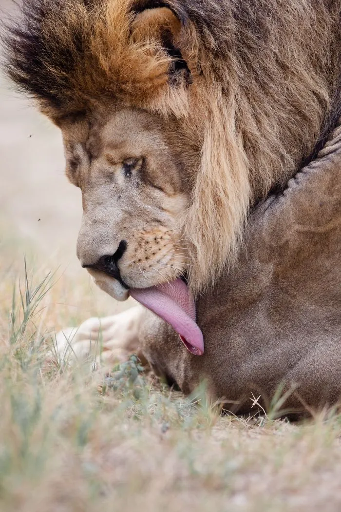 I Am A Wildlife Hunter, But I Hunt With My Camera (19 Pics)