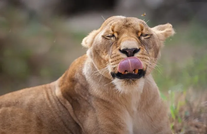 I Am A Wildlife Hunter, But I Hunt With My Camera (19 Pics)