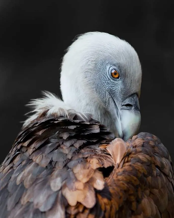I Am A Wildlife Hunter, But I Hunt With My Camera (19 Pics)