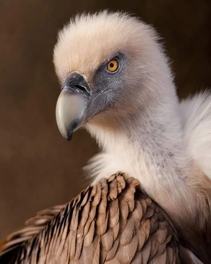 I Am A Wildlife Hunter, But I Hunt With My Camera (19 Pics)