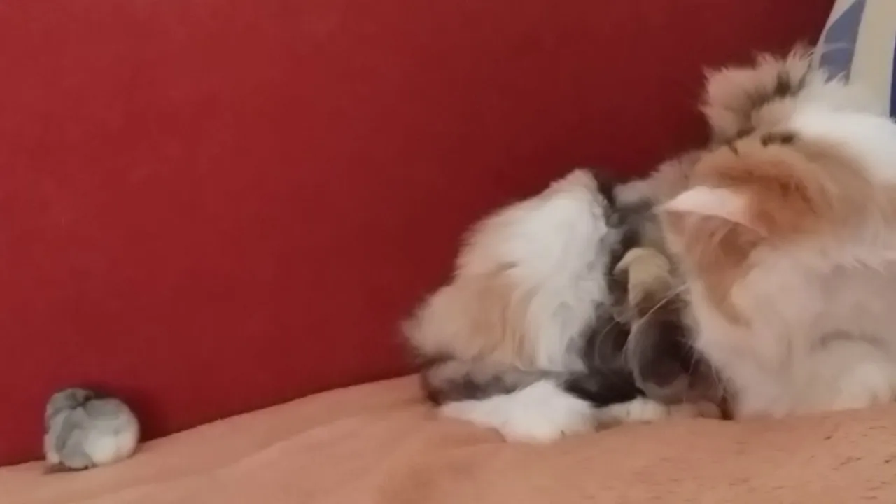 Best Cats Video !funny Cat 
mum