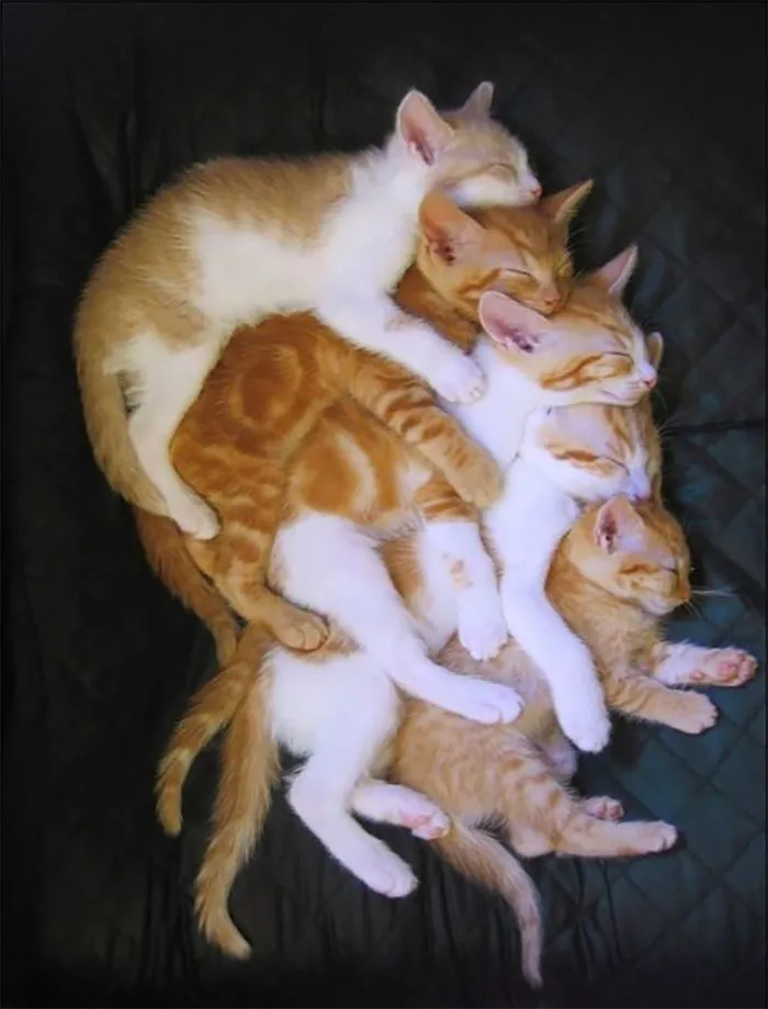 40 Personas que pillaron a sus gatos durmiendo juntos en extrañas posturas y tuvieron que compartirlo
