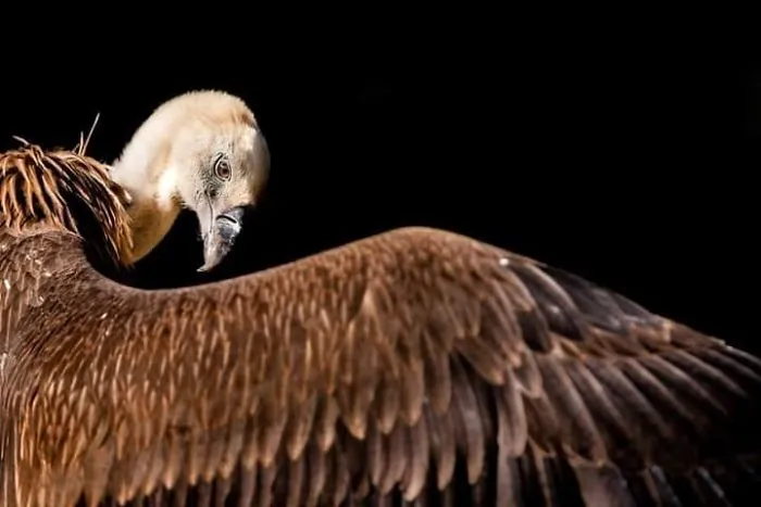 I Am A Wildlife Hunter, But I Hunt With My Camera (19 Pics)