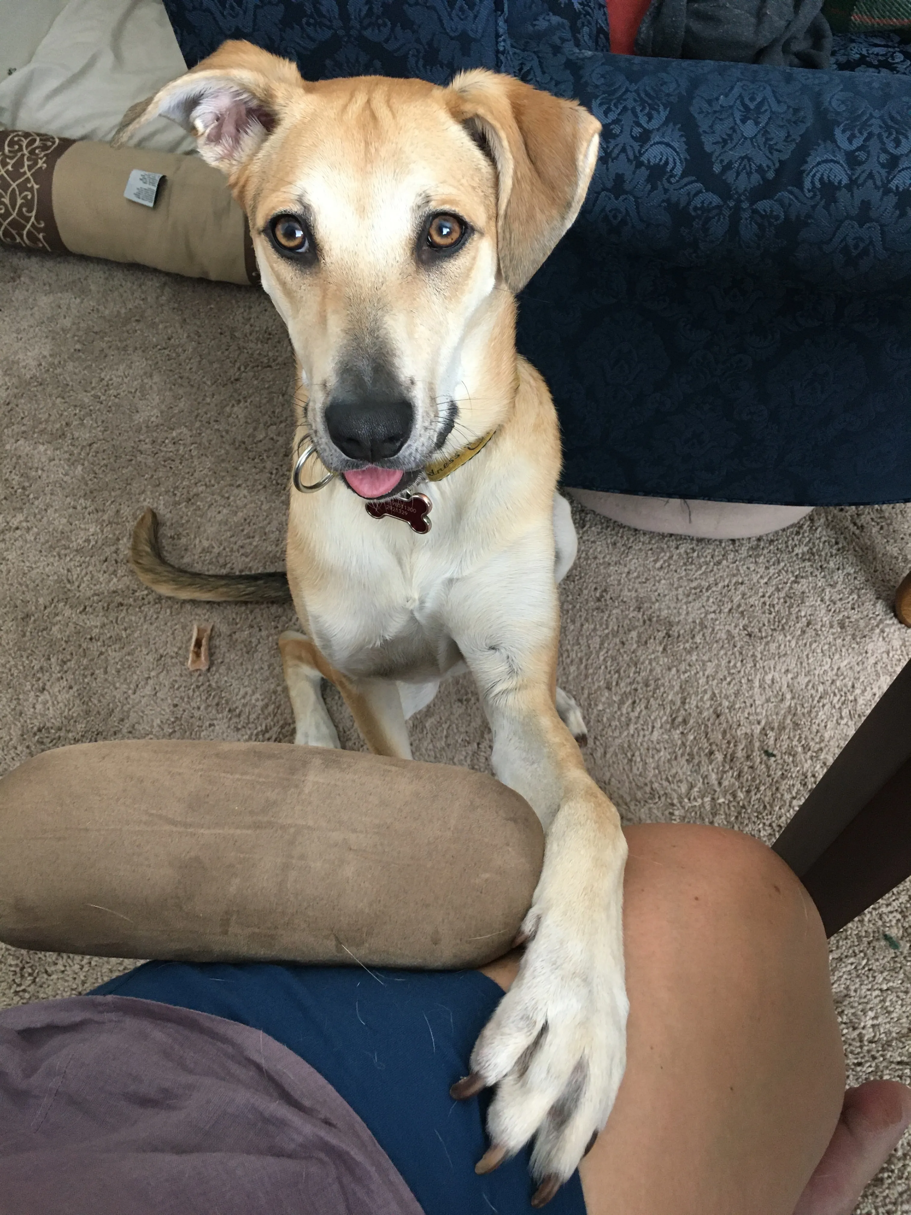 I Want Your Lunch