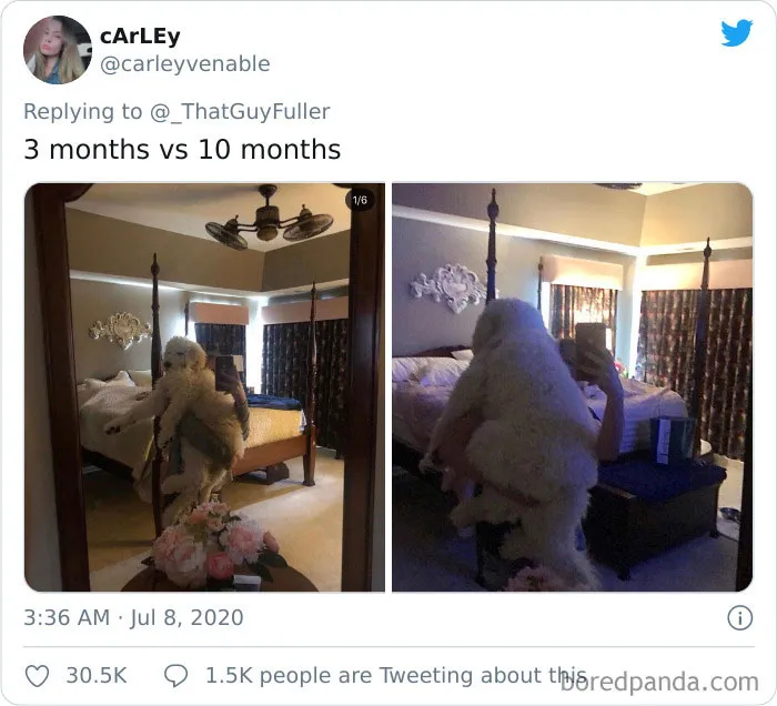 People On Twitter Are Posting Pics Of Their Dogs As Little Puppies Vs. What They Look Like Now (30 Pics)