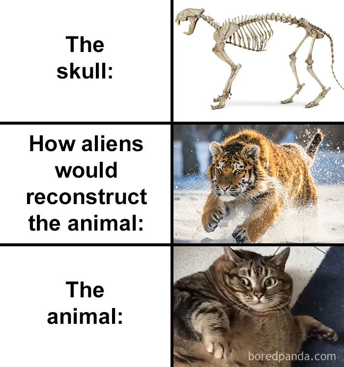 People Compare How Aliens Would Reconstruct Animals Based On Their Skulls Vs. What They Really Look Like (28 Pics)
