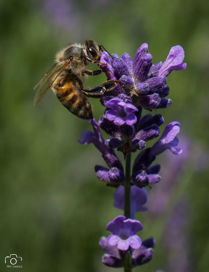 My 21 Photographs Show What The Life Of Insects Is Like