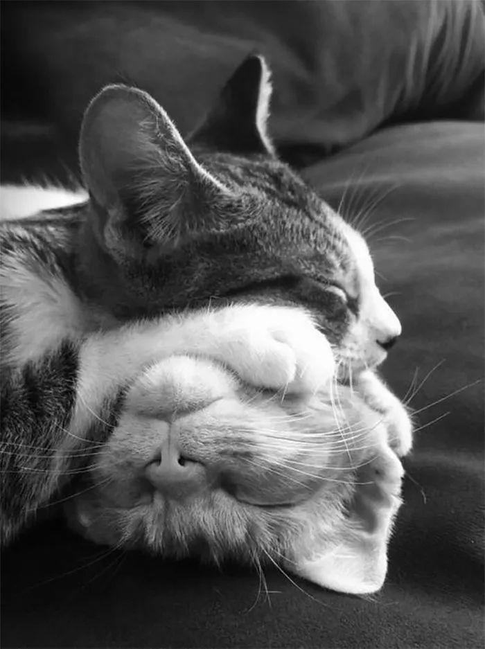 40 Personas que pillaron a sus gatos durmiendo juntos en extrañas posturas y tuvieron que compartirlo