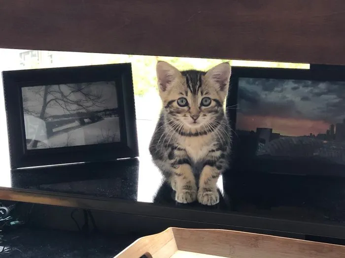 Jax My Tiny Shelter Kitten