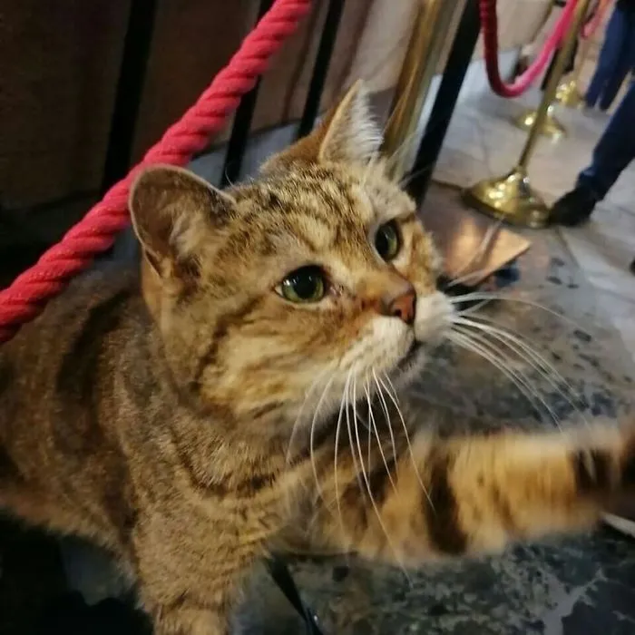 There's A Cat Permanently Living In The Hagia Sophia In Istanbul (30 Pics)