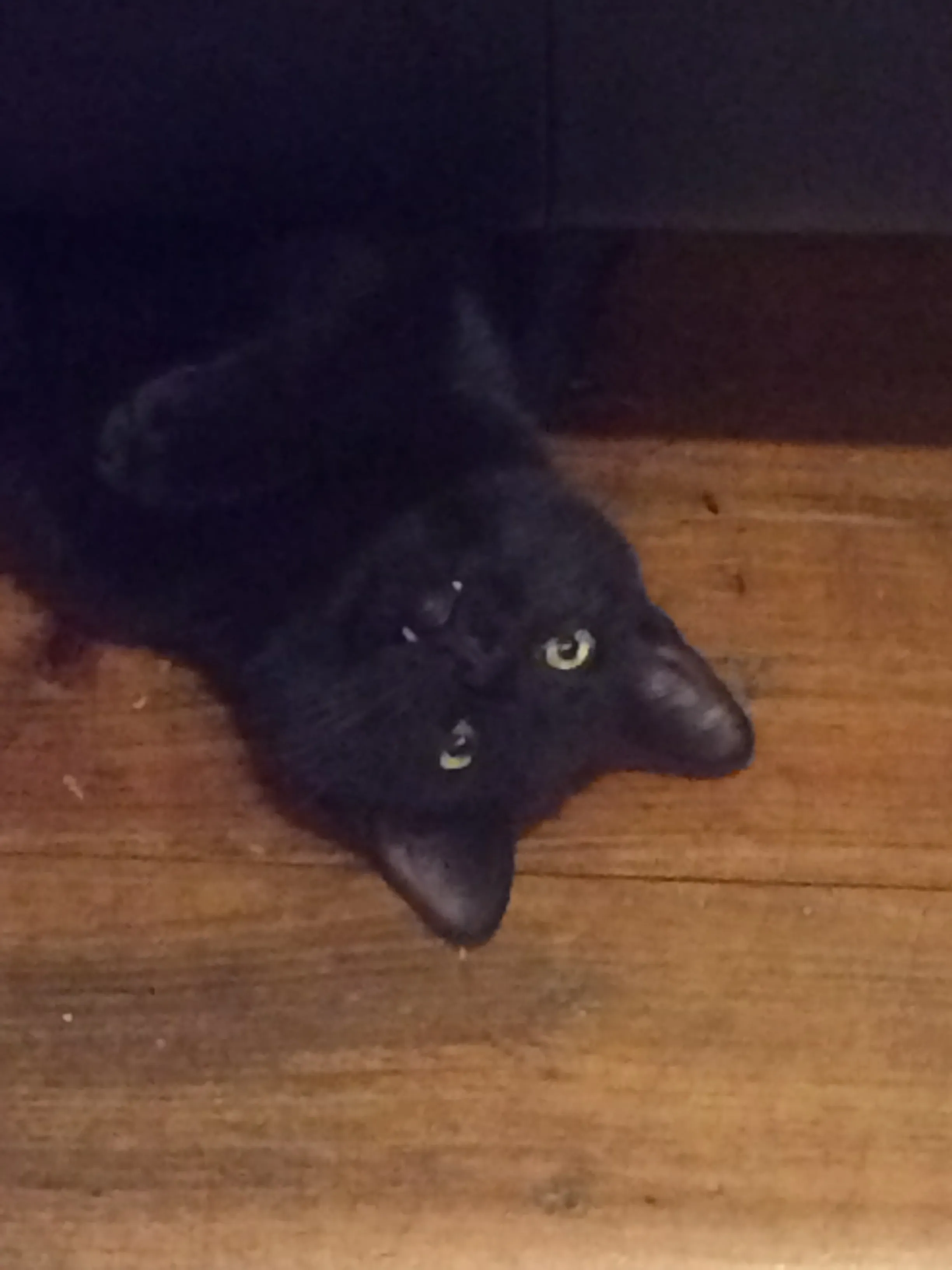 This Is My Boy Chester. Adopted Him A Few Months Ago From A Friend’s Shelter. He Came With A Baby Kitten Named Kevin Who Unfortunately Passed Away Due To A Terrible Virus. Chester Still Has Great Times With Us And He Loves Belly Rubs And Laundry Baskets! He Loves Us So Much And I’m So Happy This Playful Kitty Has A Forever Home!