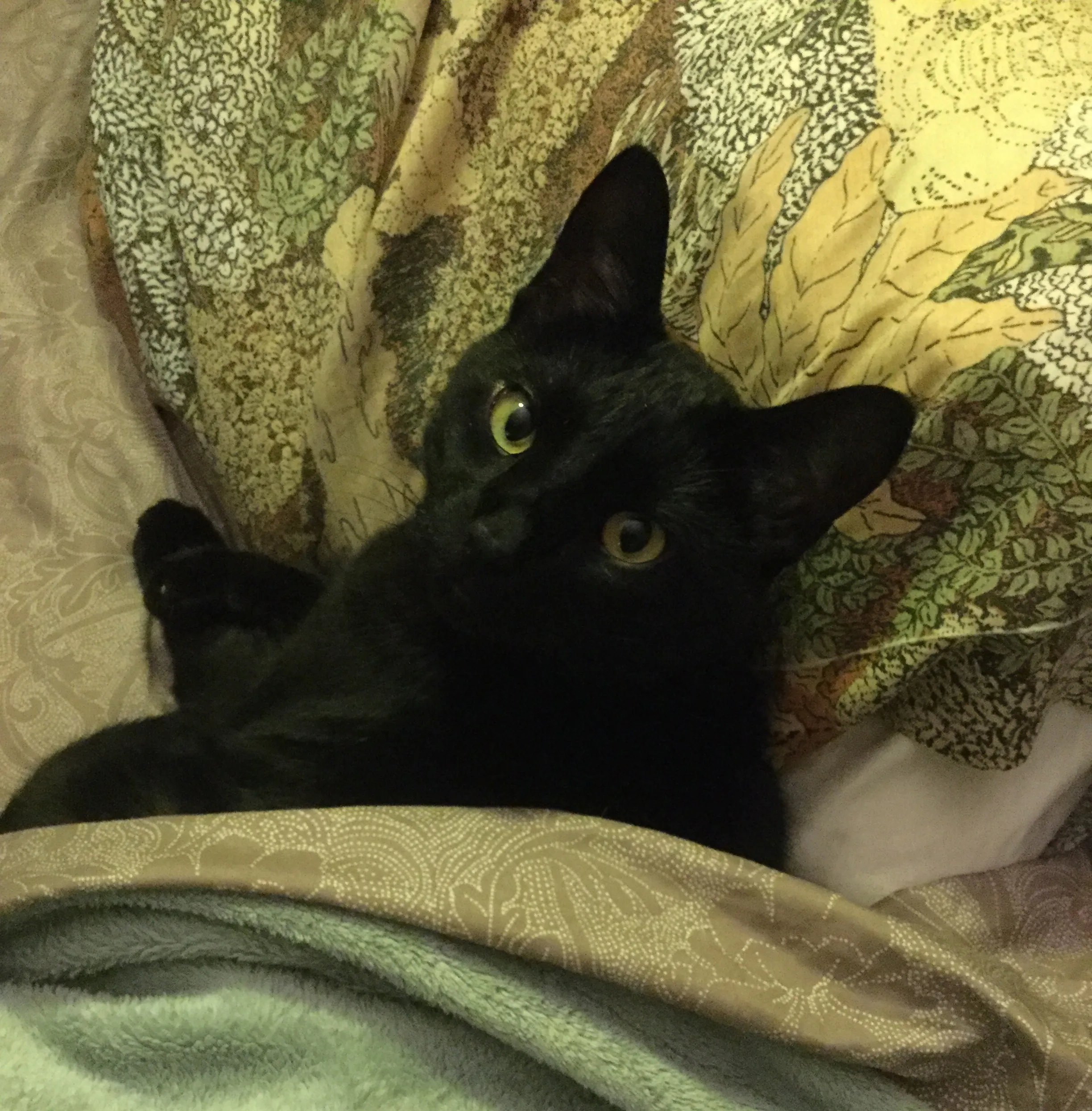 “Breakfast In Bed Today.” Murphy Proves That Black Cats Rule. Guess Who His Subjects Are.