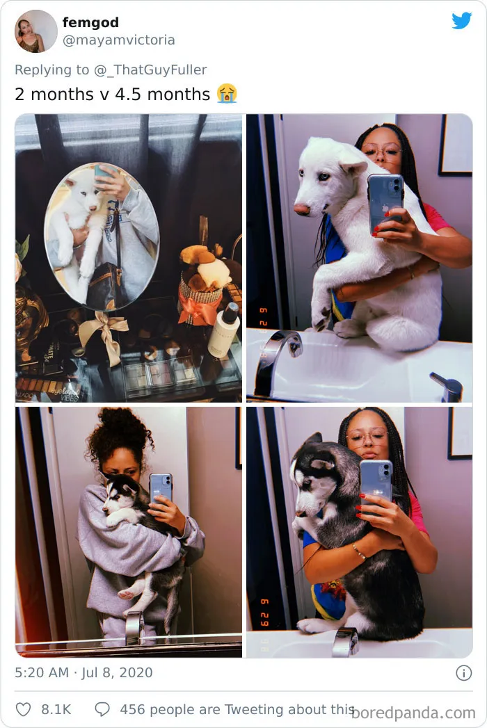 La gente comparte en twitter fotos de sus perros de cachorros y cómo son ahora (30 imágenes)