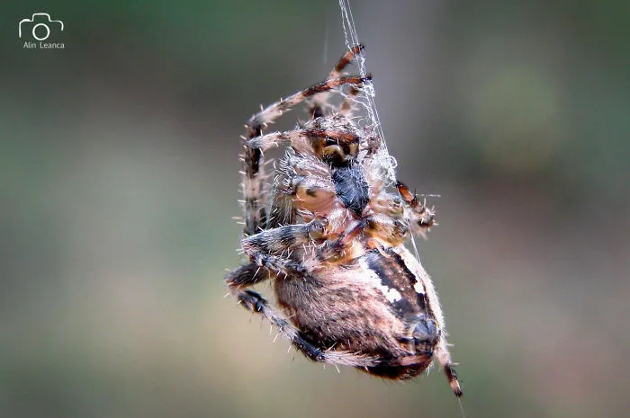 My 21 Photographs Show What The Life Of Insects Is Like