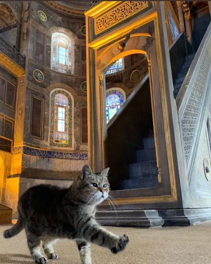 There's A Cat Permanently Living In The Hagia Sophia In Istanbul (30 Pics)