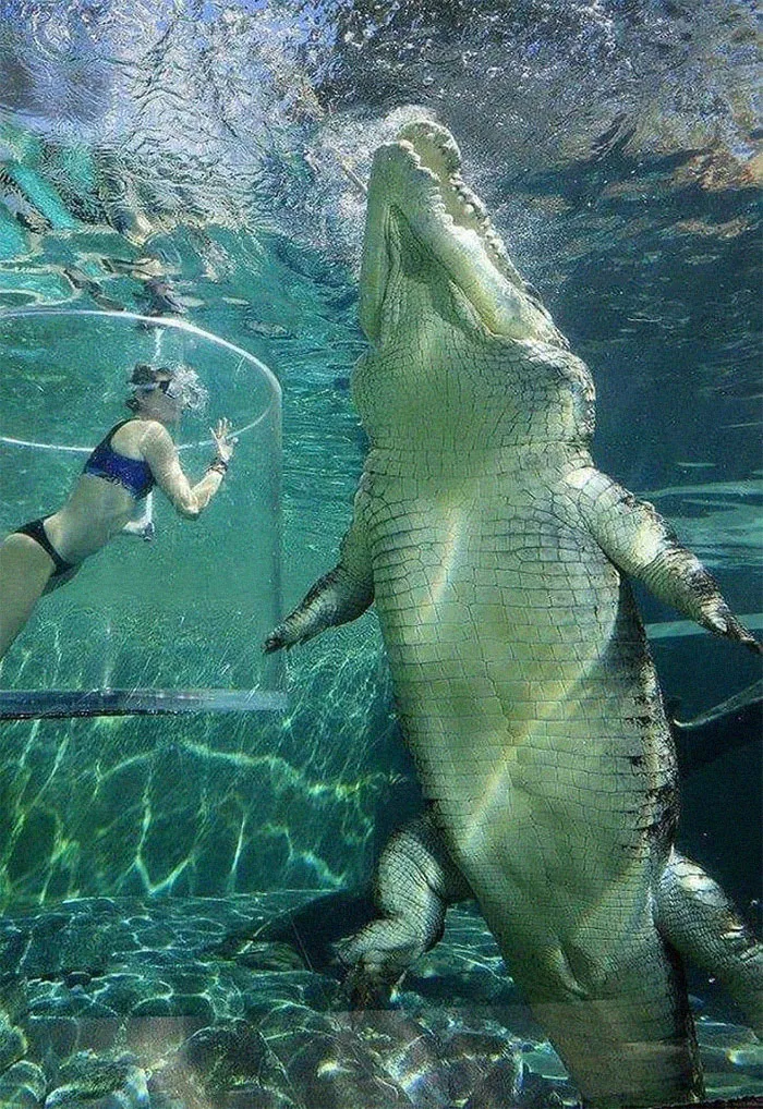 Salt Water Crocodile