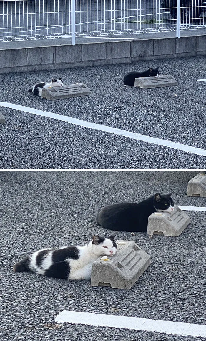 Someone Notices That Cats Use Parking Bumpers As Pillows, And 10 People Post Their Own Funny But Wholesome Pics