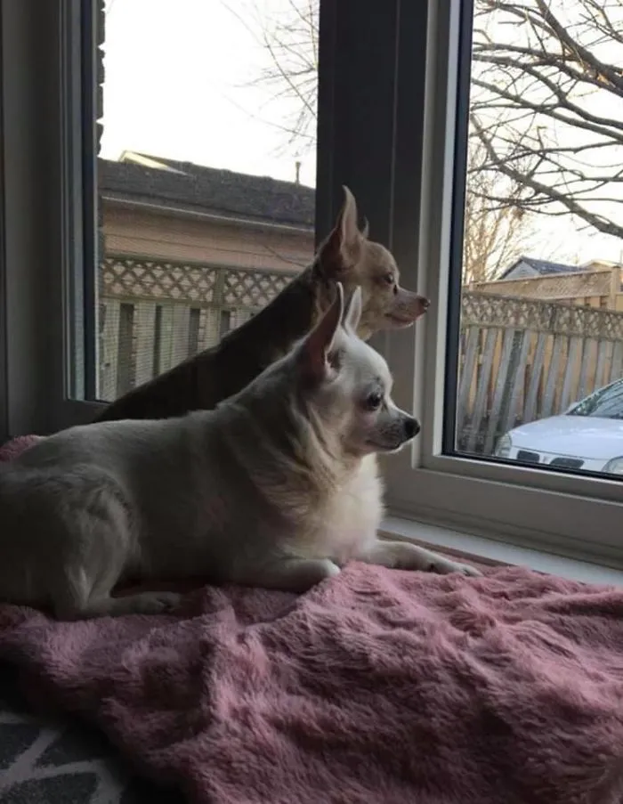 Woman Shares A Post About How Quickly Dogs Age To Remind People To Cherish Every Moment With Them